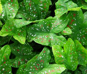 Preview wallpaper caladium, plants, leaves