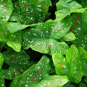 Preview wallpaper caladium, plants, leaves