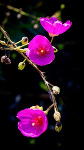 Preview wallpaper calandrinia, flowers, petals, pink