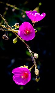 Preview wallpaper calandrinia, flowers, petals, pink