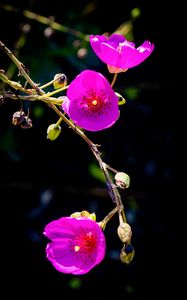 Preview wallpaper calandrinia, flowers, petals, pink