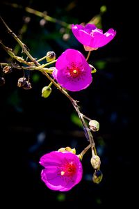 Preview wallpaper calandrinia, flowers, petals, pink