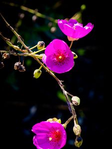 Preview wallpaper calandrinia, flowers, petals, pink