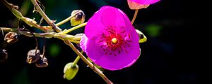 Preview wallpaper calandrinia, flowers, petals, pink