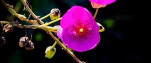 Preview wallpaper calandrinia, flowers, petals, pink