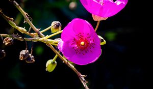 Preview wallpaper calandrinia, flowers, petals, pink