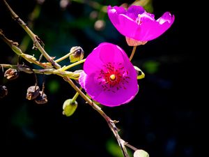 Preview wallpaper calandrinia, flowers, petals, pink