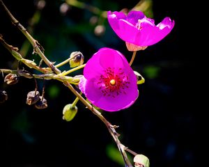 Preview wallpaper calandrinia, flowers, petals, pink