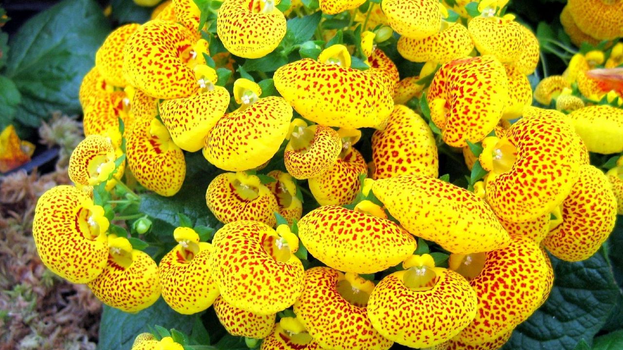 Wallpaper calceolaria, flower, yellow, bright, spotted