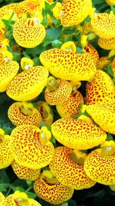 Preview wallpaper calceolaria, flower, yellow, bright, spotted