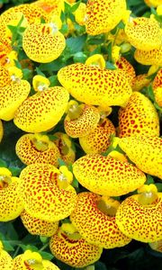 Preview wallpaper calceolaria, flower, yellow, bright, spotted