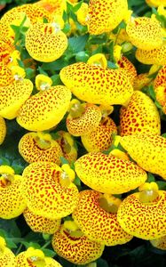 Preview wallpaper calceolaria, flower, yellow, bright, spotted