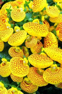 Preview wallpaper calceolaria, flower, yellow, bright, spotted