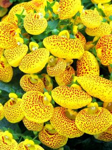 Preview wallpaper calceolaria, flower, yellow, bright, spotted