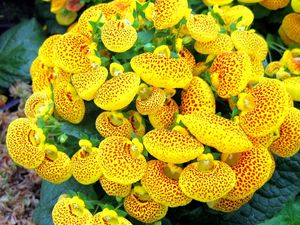 Preview wallpaper calceolaria, flower, yellow, bright, spotted