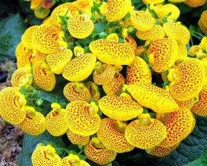 Preview wallpaper calceolaria, flower, yellow, bright, spotted