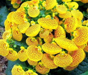 Preview wallpaper calceolaria, flower, yellow, bright, spotted