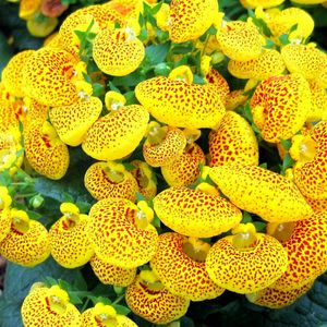 Preview wallpaper calceolaria, flower, yellow, bright, spotted