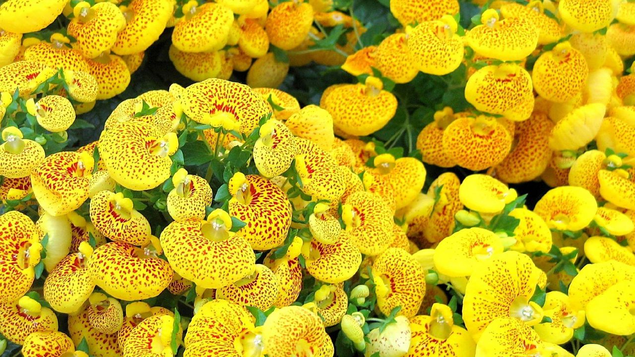 Wallpaper calceolaria, yellow, bright, spotted