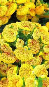 Preview wallpaper calceolaria, yellow, bright, spotted