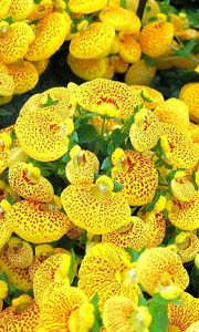 Preview wallpaper calceolaria, yellow, bright, spotted