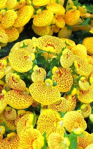 Preview wallpaper calceolaria, yellow, bright, spotted