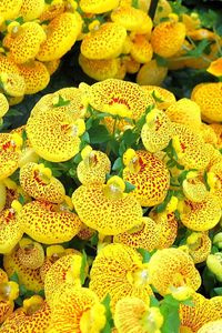 Preview wallpaper calceolaria, yellow, bright, spotted