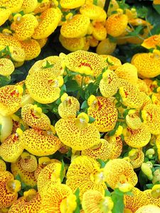 Preview wallpaper calceolaria, yellow, bright, spotted