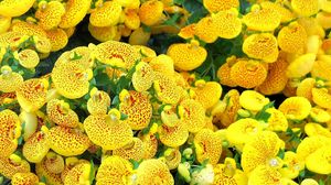 Preview wallpaper calceolaria, yellow, bright, spotted