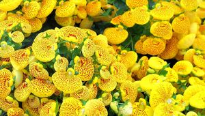 Preview wallpaper calceolaria, yellow, bright, spotted