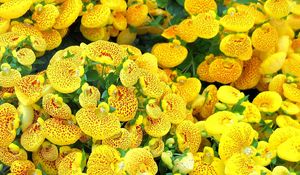 Preview wallpaper calceolaria, yellow, bright, spotted