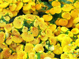 Preview wallpaper calceolaria, yellow, bright, spotted