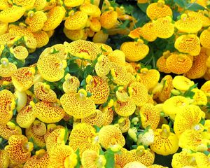 Preview wallpaper calceolaria, yellow, bright, spotted