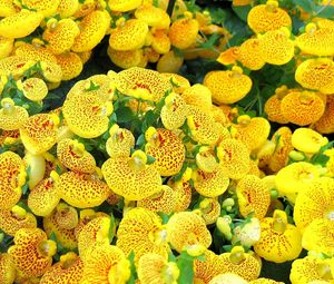 Preview wallpaper calceolaria, yellow, bright, spotted