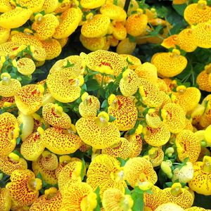 Preview wallpaper calceolaria, yellow, bright, spotted