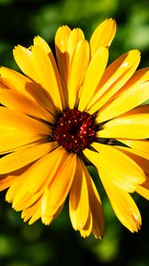 Preview wallpaper calendula, flower, macro, yellow