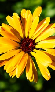 Preview wallpaper calendula, flower, macro, yellow