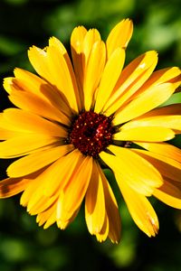 Preview wallpaper calendula, flower, macro, yellow