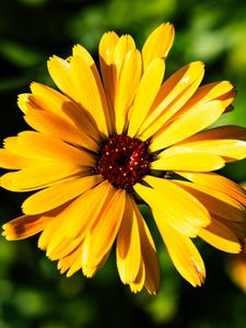 Preview wallpaper calendula, flower, macro, yellow