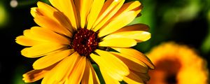 Preview wallpaper calendula, flower, macro, yellow