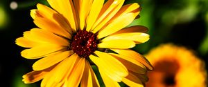 Preview wallpaper calendula, flower, macro, yellow