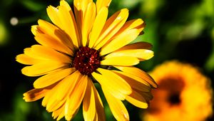 Preview wallpaper calendula, flower, macro, yellow