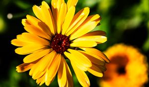 Preview wallpaper calendula, flower, macro, yellow