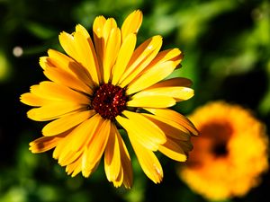 Preview wallpaper calendula, flower, macro, yellow