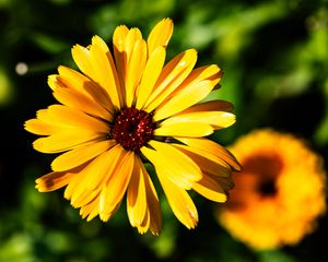 Preview wallpaper calendula, flower, macro, yellow