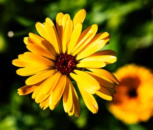 Preview wallpaper calendula, flower, macro, yellow