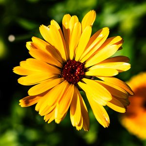 Preview wallpaper calendula, flower, macro, yellow