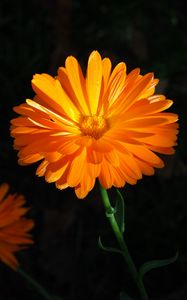 Preview wallpaper calendula, flower, macro, bright