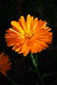 Preview wallpaper calendula, flower, macro, bright