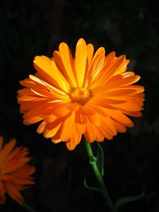 Preview wallpaper calendula, flower, macro, bright